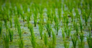 UP weather today: Heavy rain warning issued today in more than 40 districts of Uttar Pradesh