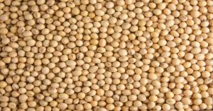 Soybean market price today in Uttar Pradesh, Gujarat, and Madhya Pradesh on (30 September 2024)