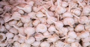 Latest Garlic Market Price Today in Madhya Pradesh and Gujarat on (03 October, 2024)