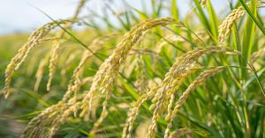 Weather Update: Rain in some places, heat in others, know what the weather will be like in your state