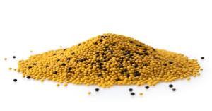 Mustard seed market price today in Madhya Pradesh on (07 October, 2024)
