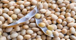 Soybean mandi bhav today: गुजरात और मध्य प्रदेश में सोयाबीन का मंडी भाव आज का (08 अक्टूबर, 2024)