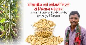 सोयाबीन की कीमतें गिरने से किसान परेशान, सरकार से MSP खरीद की उम्मीद लगाए हुए है किसान