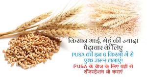 Pusa wheat varieties: PUSA की इन 6 नई उन्नत गेहूं की किस्मों से पैदावार बढ़ाएं, जानें कैसे करें PUSA से बीज मंगवाने के लिए रजिस्ट्रेशन