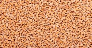 Latest wheat market price today in Madhya Pradesh and Uttar Pradesh on (14 October, 2024)