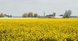 Mustard production will double with the use of single super phosphate fertilizer, know the complete news in detail