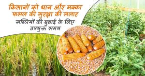 Farmers Advised to Protect Paddy and Maize Crops, Optimal Time for Vegetable Sowing