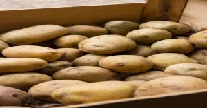 Fresh Potato Market Prices in Various Markets of Punjab on 16th October 2024