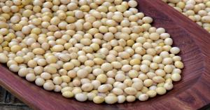 Soybean Market Prices in Madhya Pradesh (October 17, 2024)