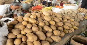 Today Potato Mandi Prices: Uttar Pradesh Market Rates for Potatoes (October 21, 2024)