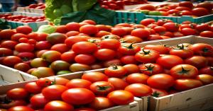 Tomato Prices in Rajasthan on 23rd October 2024