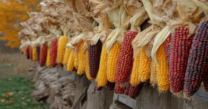 Madhya Pradesh Maize Market Prices on October 25, 2024