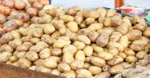 Potato Mandi Bhav: 25 अक्टूबर 2024 को मध्य प्रदेश की विभिन्न् मंडियों में आलू के ताजा भाव देखें।