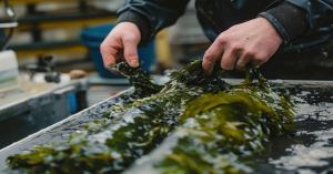 New import guidelines issued to promote live seaweed industry in India
