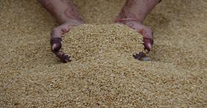 Wheat Market Prices in Bihar on October 26, 2024