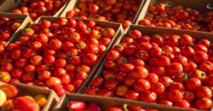 Fresh tomato market price today in Uttar Pradesh (October 28, 2024)