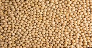 Soybean mandi bhav today: मध्य प्रदेश की विभिन्न मंडियों में सोयाबीन का मंडी भाव आज का (29 अक्टूबर, 2024)