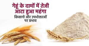 Wheat Price: गेहूं हुआ महंगा: दिवाली पर दिखी दाम में जबरदस्त तेज़ी जानें क्या हैं मंडी और बाजार का भाव