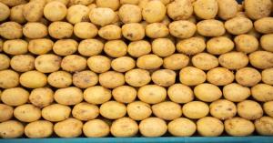 Fresh Potato market price today in Punjab (05 November, 2024)