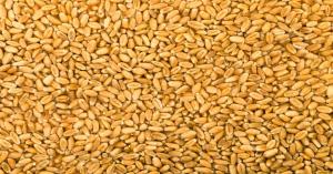 Wheat mandi bhav today: राजस्थान में गेहूं का मंडी भाव आज का (09 नवम्बर 2024)