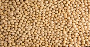 Soybean market price today in Rajasthan ( 12 November, 2024)