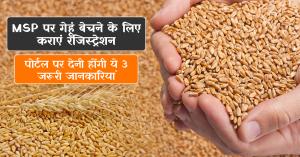Register Now to Sell Wheat at MSP, Provide These 3 Key Details on the Portal