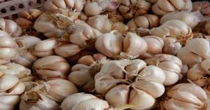 Garlic market prices today in Punjab and Uttar Pradesh (20 November, 2024)