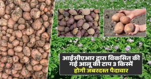 Top 3 High-Yielding Potato Varieties Developed by ICAR