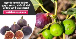 Bihar government is providing significant subsidies to farmers for fig cultivation