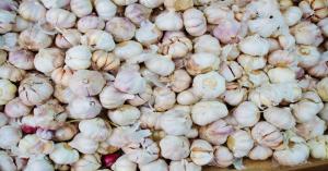Huge jump in garlic prices in Uttar Pradesh, common man worried
