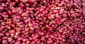 Onion price: उत्तर प्रदेश में प्याज के दाम 300-600 रुपये प्रति क्विंटल तक गिरे, जानें आज के ताजा मंडी भाव