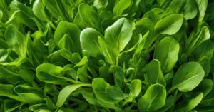 Latest Spinach market prices today in Haryana, Madhya Pradesh, and Maharashtra (05 December, 2024)