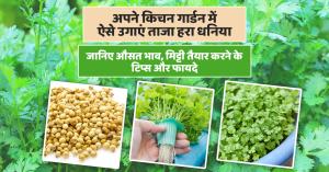 Growing coriander in a kitchen garden, including soil, planting, and care, Learn about