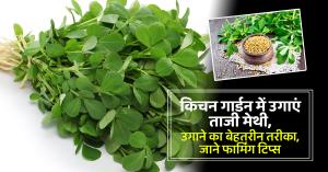 Kitchen garden tips: Better way to grow fresh fenugreek in kitchen garden
