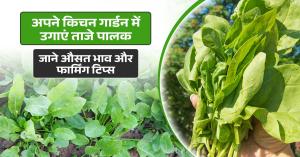 Kitchen garden tips: Grow fresh spinach at home, price insights and farming tips