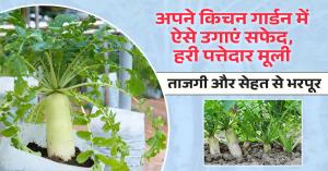 Kitchen garden tips: अपने किचन गार्डन में ऐसे उगाएं सफेद, हरी पत्तेदार मूली, ताजगी और सेहत से भरपूर