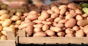 Latest potato market prices today in Bihar (09 December, 2024)