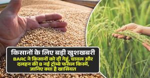 किसानों के लिए बड़ी खुशखबरी: BARC ने किसानों को दी गेहूं, चावल और दलहन की 8 नई ट्रॉम्बे फसल किस्में, जानिए क्या है खासियत