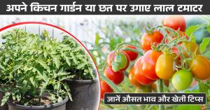 Kitchen garden tips: अपने किचन गार्डन या छत पर उगाए लाल टमाटर, जानें औसत भाव औऱ खेती टिप्स