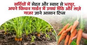Kitchen garden tips: सर्दियों में सेहत और स्वाद से भरपूर, अपने किचन गार्डन में उगाएं मीठी और ताजी गाजर, जाने आसान टिप्स