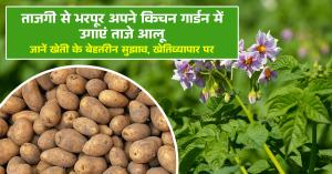 Kitchen garden tips: ताजगी से भरपूर अपने किचन गार्डन में उगाएं ताजे आलू, जानें खेती के बेहतरीन सुझाव, खेतिव्यापार पर
