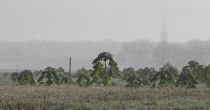 UP Weather: Cold Wave in UP, Farmers face increasing challenges, crops suffering damage