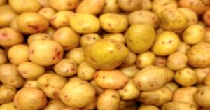 Latest Potato market prices today in Haryana, Gujarat, and Punjab (15 December, 2024)
