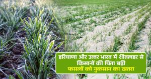 Cold wave in Haryana and North India: Farmers concerned over crop damage as temperatures Drop