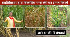 Sugarcane variety: आईसीएआर द्वारा विकसित गन्ना की चार उन्नत किस्में, जाने इनकी विशेषताएं
