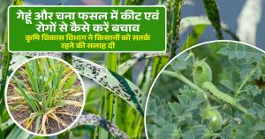 How to protect wheat and gram crops from pests and diseases? Farmers were advised to be cautious