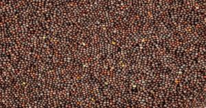 Mustard mandi bhav today: मध्य प्रदेश, महाराष्ट्र और उत्तर प्रदेश में सरसों का मंडी भाव आज का (20 दिसंबर, 2024)