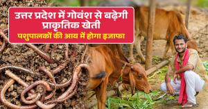 Natural farming: उत्तर प्रदेश में गोवंश से बढ़ेगी प्राकृतिक खेती, पशुपालकों की आय में होगा इजाफा