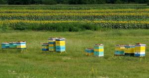 Promotion of honey production, New policy for landless farmers and highlights of Horticulture Festival
