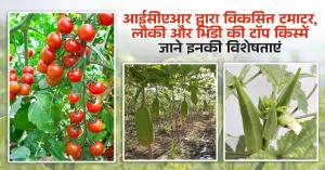 आईसीएआर द्वारा विकसित टमाटर, लौकी और भिंडी की टॉप किस्में, जाने इनकी विशेषताएं
